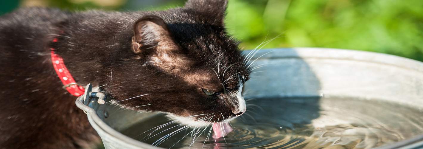 How To Tell If Your Cat Is Overheated - Read Our Top Tips - CatDialog