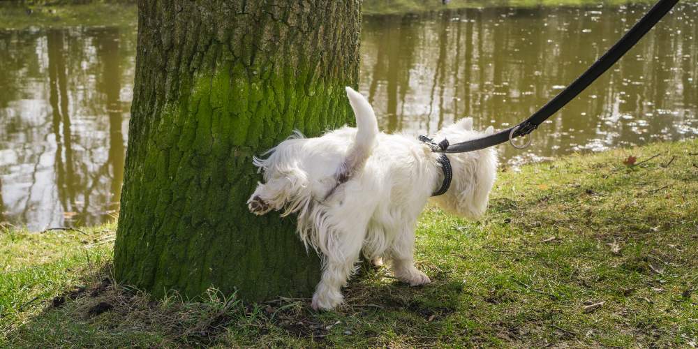 Pet Behaviours: Dog Marking Territory - DogDialog