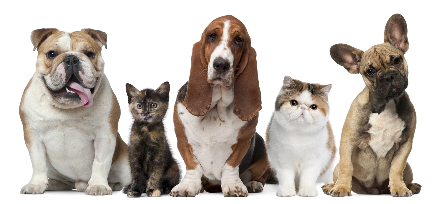 The Pros and Cons of Cats and Dogs